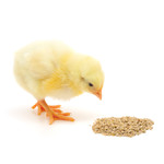 Large & Outdoor Animal